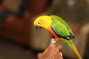 A person holds a colorful parrot with yellow, green, and blue feathers perched on their finger indoors, capturing the excitement of an Exotic Animal Safari experience.