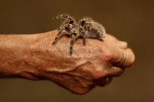 A tarantula, an exotic animal, is resting on the back of a person's hand with visible veins and a gold ring on their finger.