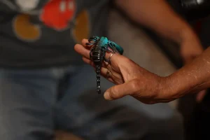 A person holds a large black and blue scorpion on their hand during an Exotic Animal Safari, with another individual in a grey shirt sitting in the background.