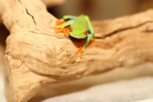 A red-eyed tree frog with green skin and orange feet sits on a light brown piece of wood, making it a striking highlight of any Exotic Animal Safari.