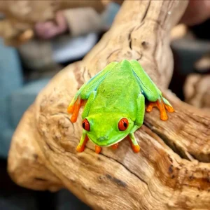 A bright green tree frog with red eyes and orange feet sits on a piece of textured, light-colored wood—an eye-catching sight worthy of any Exotic Animal Safari.