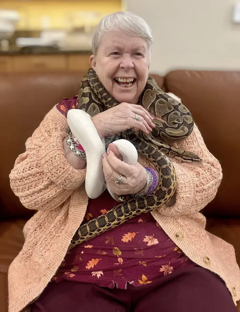 An older woman sits on a brown couch, smiling as she holds a white exotic animal&mdash;an elegant snake&mdash;while a brown snake drapes around her neck, adding a touch of safari adventure to the scene.