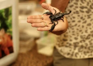 A person with gold rings holds a large black scorpion—an exotic animal—in their open hand, set against a blurred background.