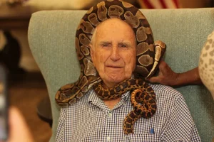 An elderly man sits in a chair with a large snake draped around his neck and head, while someone holds part of the snake—making for a memorable moment on this Exotic Animal Safari.