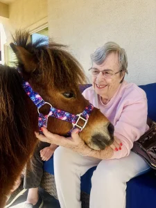 An elderly woman sitting on a couch at the Spring Market pets a small brown pony wearing a colorful halter.