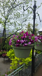 A green hanging planter filled with blooming purple petunias is attached to a black metal pole; greenery and trees in the background evoke the charm of a High Hands Nursery outing.