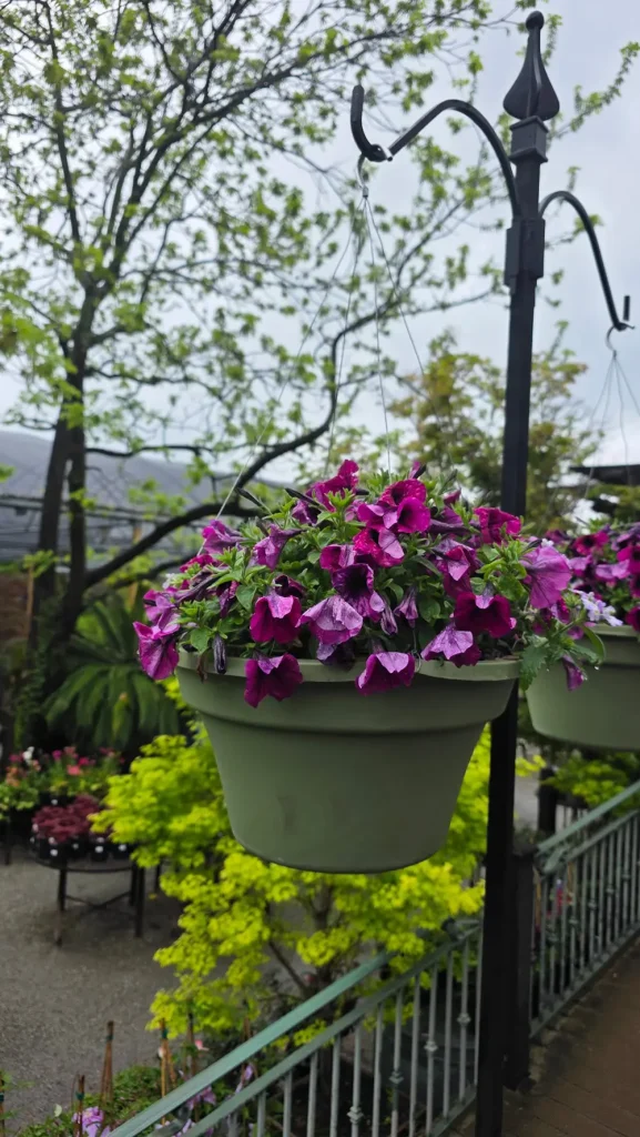 A green hanging planter filled with blooming purple petunias is attached to a black metal pole; greenery and trees in the background evoke the charm of a High Hands Nursery outing.