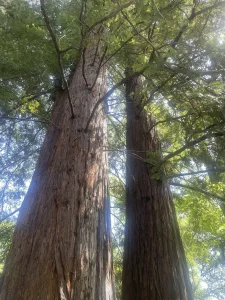 Two tall redwood trees with textured bark and green foliage viewed from below, sunlight filtering through the branches—a perfect setting for garden mindfulness or quiet meditation in the garden.