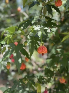 Branch with green leaves and red-orange lantern-shaped flowers, some in focus and others blurred in the background—perfect for inspiring Garden Mindfulness or celebrating National Garden Meditation Day.