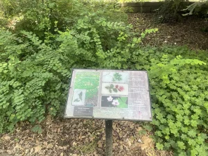 An informational sign in a meditation garden displays images and descriptions of various plants, surrounded by green foliage and leafy ground cover, inviting visitors to practice garden mindfulness.
