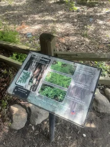 An informational sign by a wooden fence displays images and descriptions of Coast Redwood, Mother Fern, Sword Fern, and Maiden Hair Fern, inviting visitors to reflect on nature—perfect for Garden Meditation or celebrating National Garden Meditation Day.