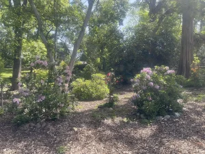 A sunlit garden, perfect for National Garden Meditation Day, features flowering bushes with pink blooms surrounded by trees and greenery, with wood chips covering the ground.