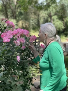 An older woman with gray hair in a ponytail, wearing a green shirt, stands outdoors smelling pink roses on a bush, celebrating National Garden Meditation Day.