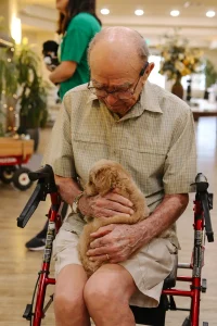 An elderly man sitting in a red walker holds a small brown doodle puppy in his lap indoors, enjoying the sweet companionship that Ranch House Doodles provides.